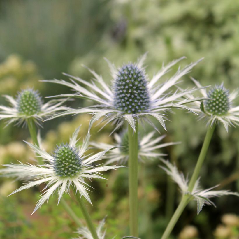 Eryngium Jos Eijking® - Eryngium 'Sapphire Blue' - Panicaut (Floraison)