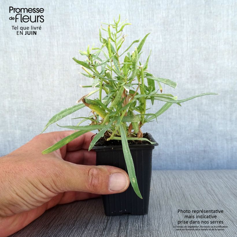 Spécimen de Estragon vrai - Artemisia dracunculus tel que livré en été