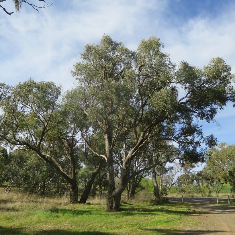 Eucalyptus bridgesiana - Gommier de Bridges (Port)