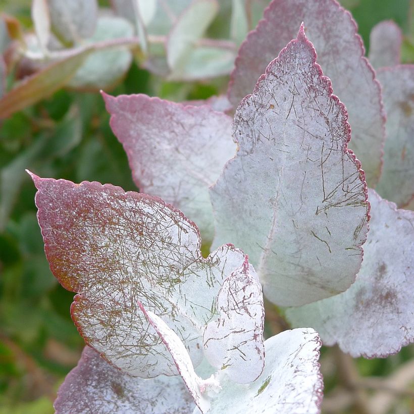 Eucalyptus crenulata - Gommier crénelé (Feuillage)