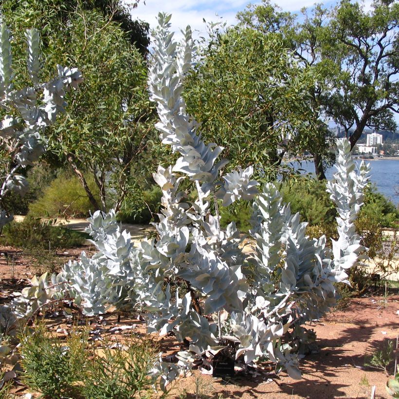 Eucalyptus macrocarpa - Mottlecah (Port)