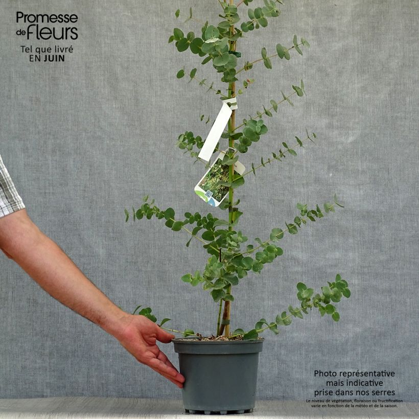 Spécimen de Eucalyptus parviflora - Gommier à petites feuilles tel que livré en été