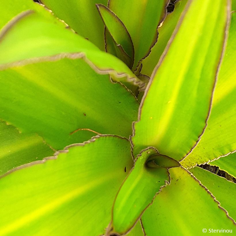 Eucomis comosa Can Can - Fleur ananas (Feuillage)