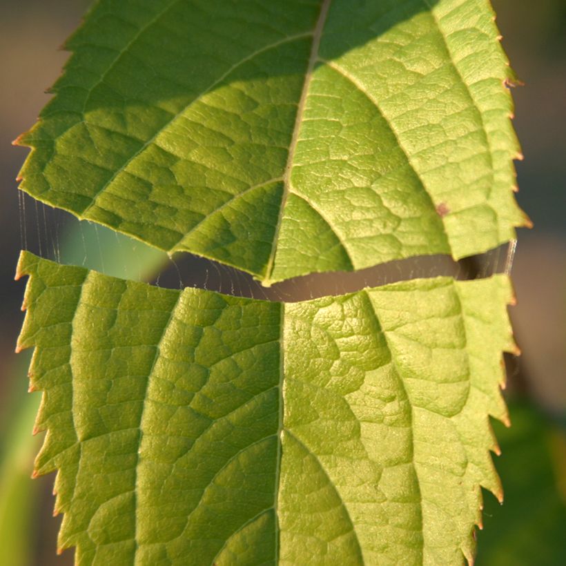 Eucommia ulmoides - Arbre à gutta-percha (Feuillage)