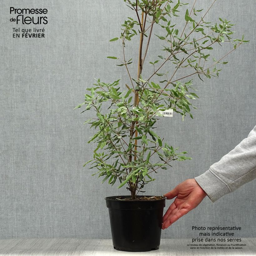 Spécimen de Eucryphia lucida Ballerina Pot de 4L tel que livré en automne