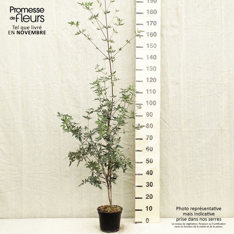 Spécimen de Eucryphia moorei - Eucryphia de Moore Pot de 4L tel que livré en automne