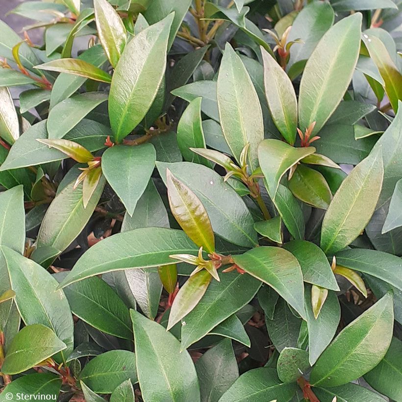 Eugenia myrtifolia Compacta - Myrte d'Australie (Feuillage)