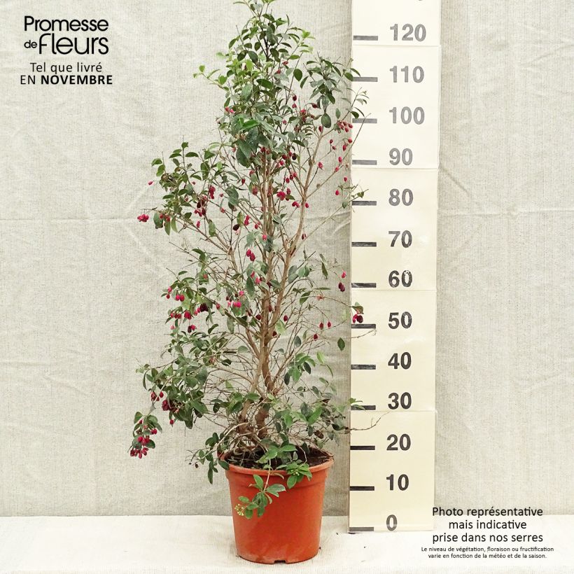 Spécimen de Eugenia myrtifolia New Port - Myrte d'Australie Pot de 7,5L/10L tel que livré en automne