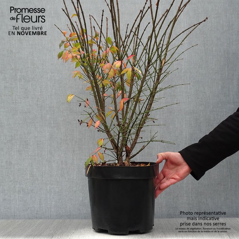 Spécimen de Euonymus alatus Compactus - Pot de 7,5/10L tel que livré en automne