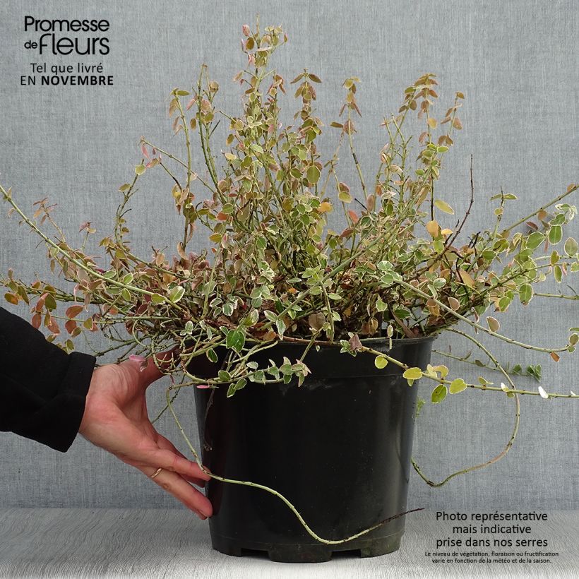 Spécimen de Euonymus fortunei Emerald Gaiety - Fusain en pot de 7,5L/10L tel que livré en automne