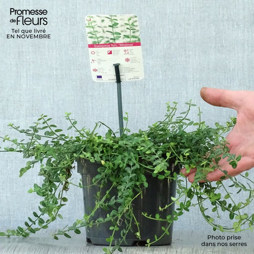 Spécimen de Euonymus fortunei Minimus - Fusain persistant Pot de 2L/3L tel que livré en automne