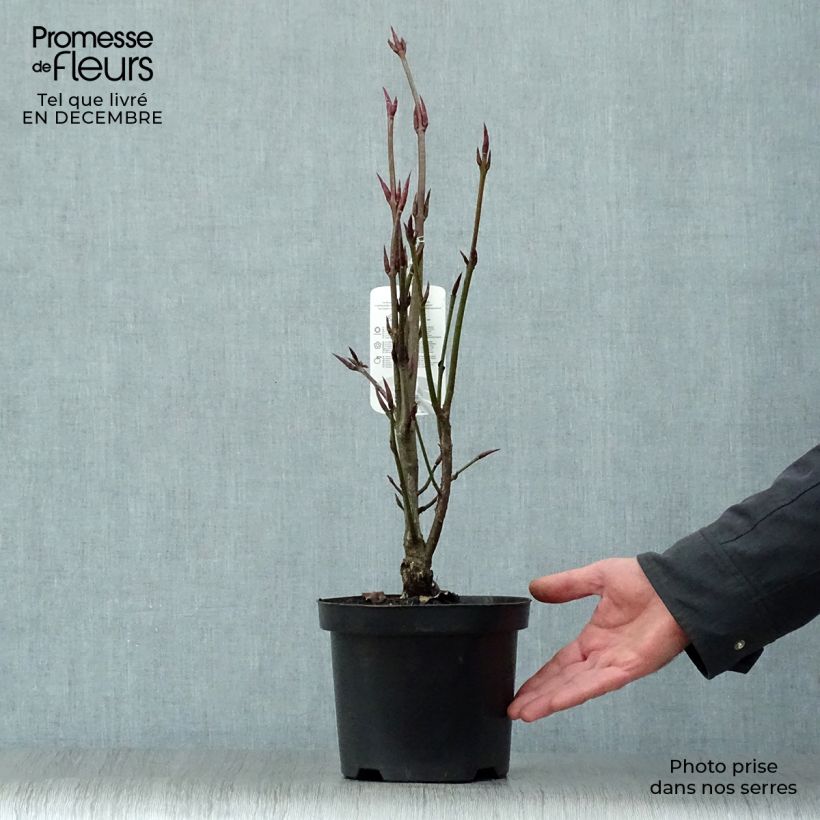 Spécimen de Euonymus planipes 30/40cm en pot de 3L. - Fusain tel que livré en hiver