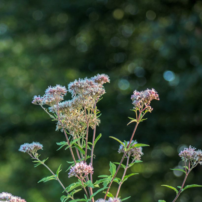 Eupatorium fortunei, Eupatoire (Floraison)