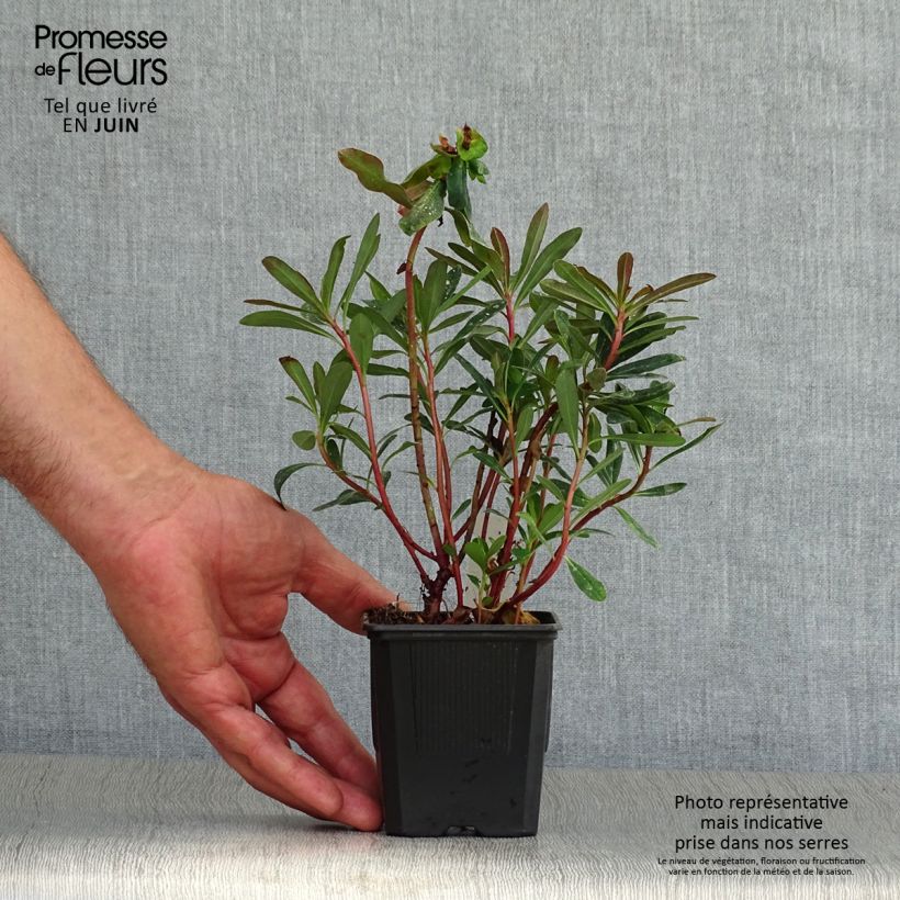 Spécimen de Euphorbia amygdaloides purpurea - Euphorbe des bois pourpre tel que livré en été