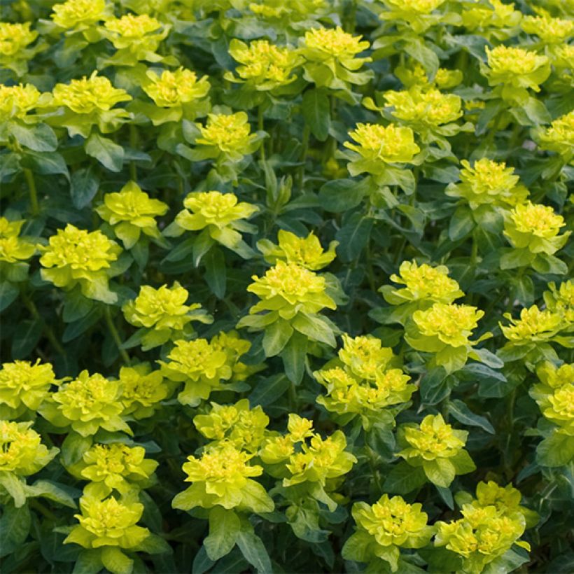 Euphorbe polychroma Candy (Floraison)