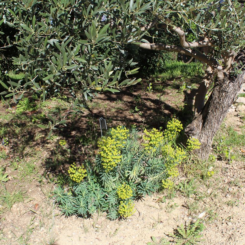 Euphorbia characias - Euphorbe arbustive (Port)