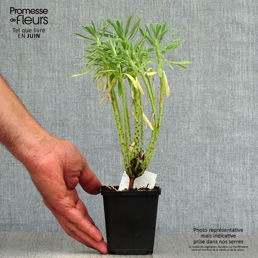 Spécimen de Euphorbia characias - Euphorbe arbustive tel que livré en été
