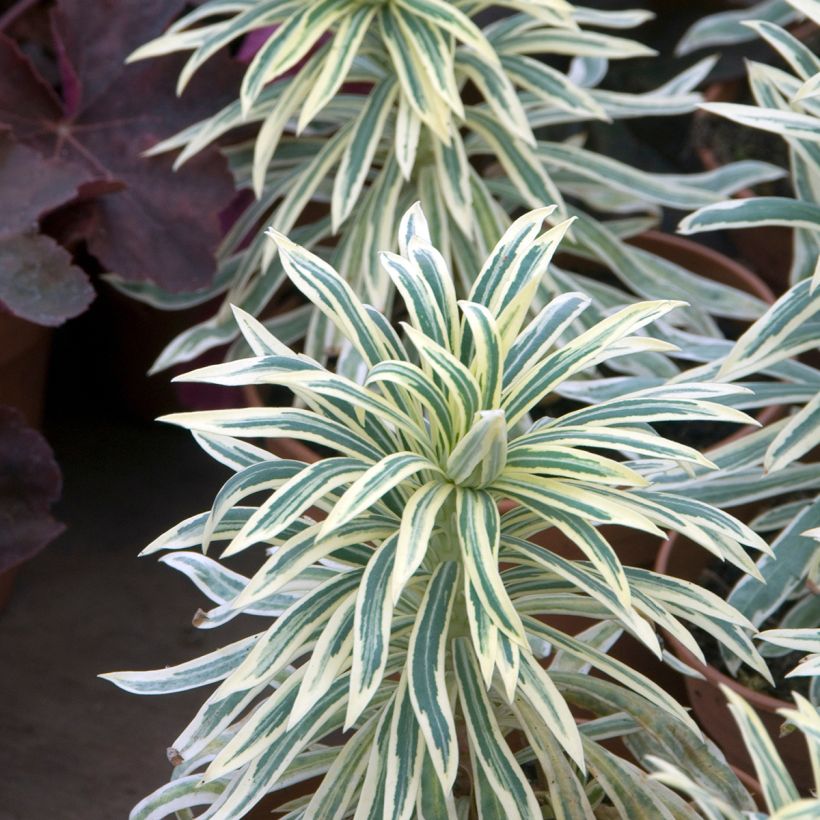 Euphorbia characias Tasmanian Tiger - Euphorbe panachée (Feuillage)