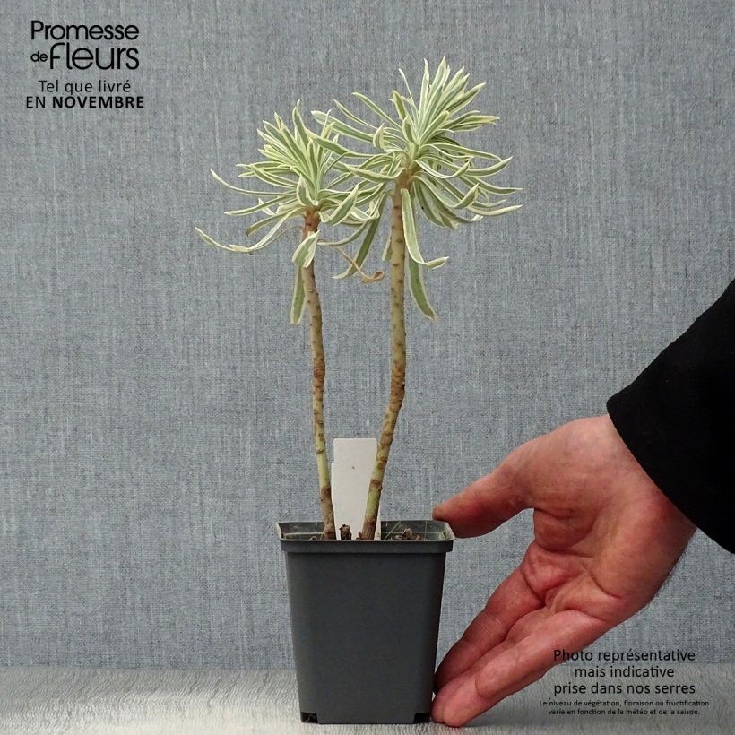 Spécimen de Euphorbia characias Tasmanian Tiger - Euphorbe panachée en godet de 9 cm tel que livré en automne