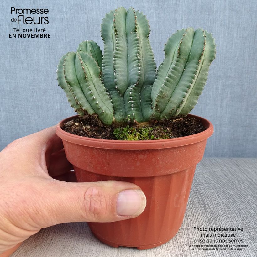 Spécimen de Euphorbia fruticosa Inermis Pot de 13 cm tel que livré en automne