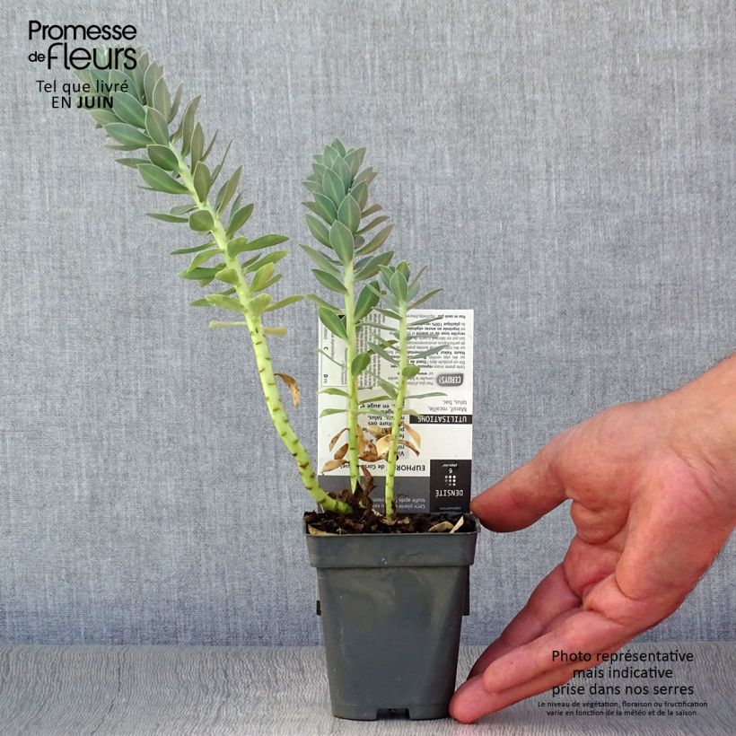 Spécimen de Euphorbia myrsinites - Euphorbe de Corse tel que livré en été