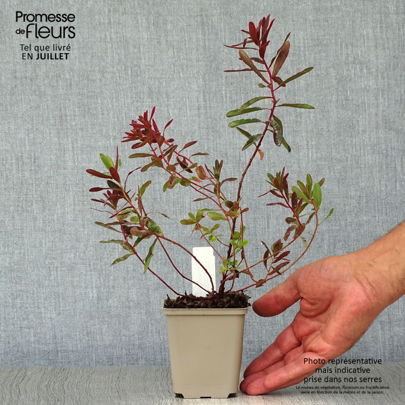 Spécimen de Euphorbia polychroma Bonfire - Euphorbe polychrome tel que livré en été