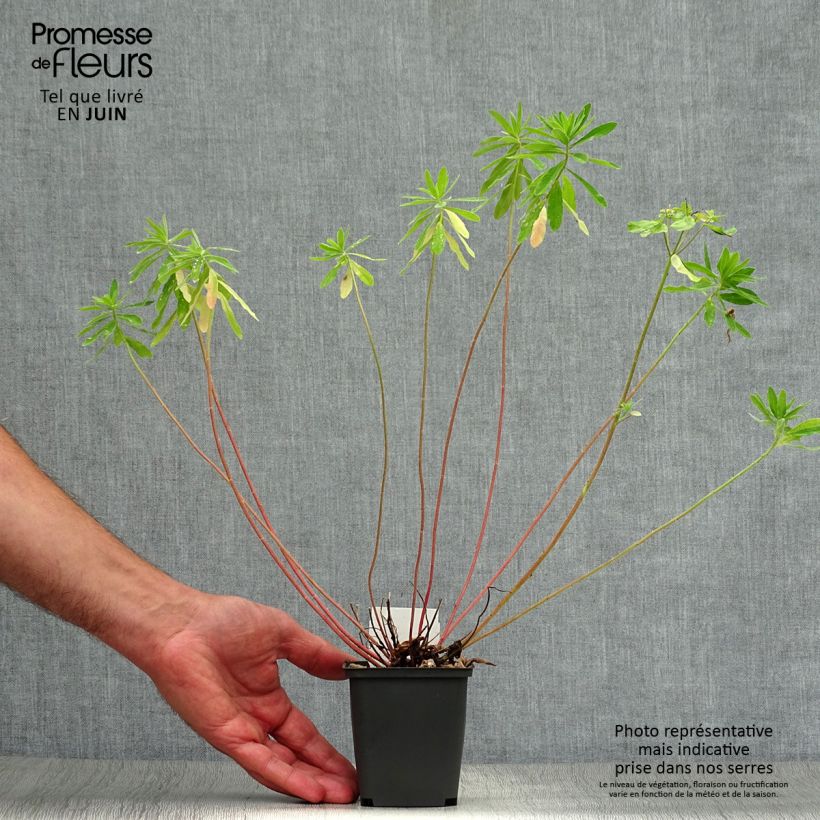 Spécimen de Euphorbia polychroma - Euphorbe polychrome tel que livré en été