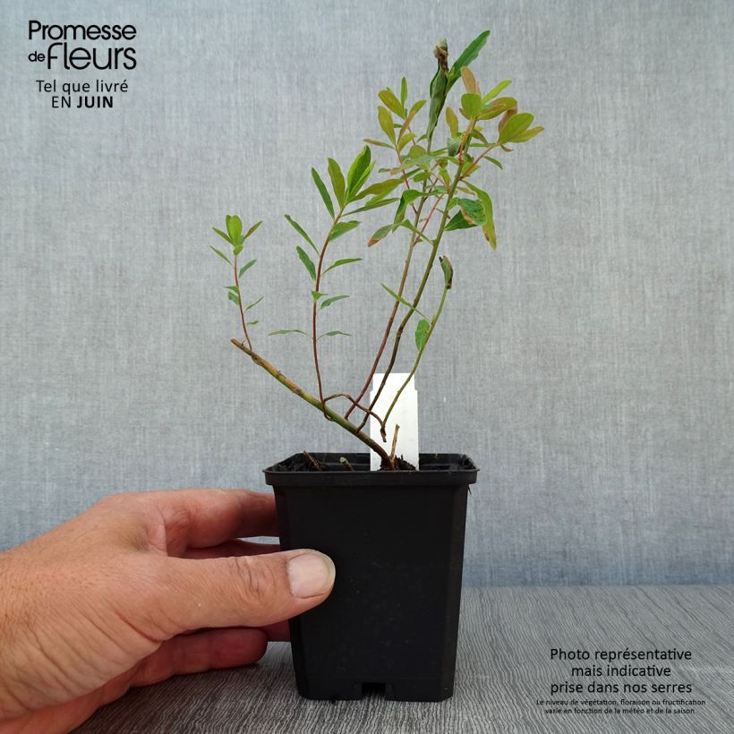 Spécimen de Euphorbia polychroma Purpurea - Euphorbe polychrome tel que livré en été
