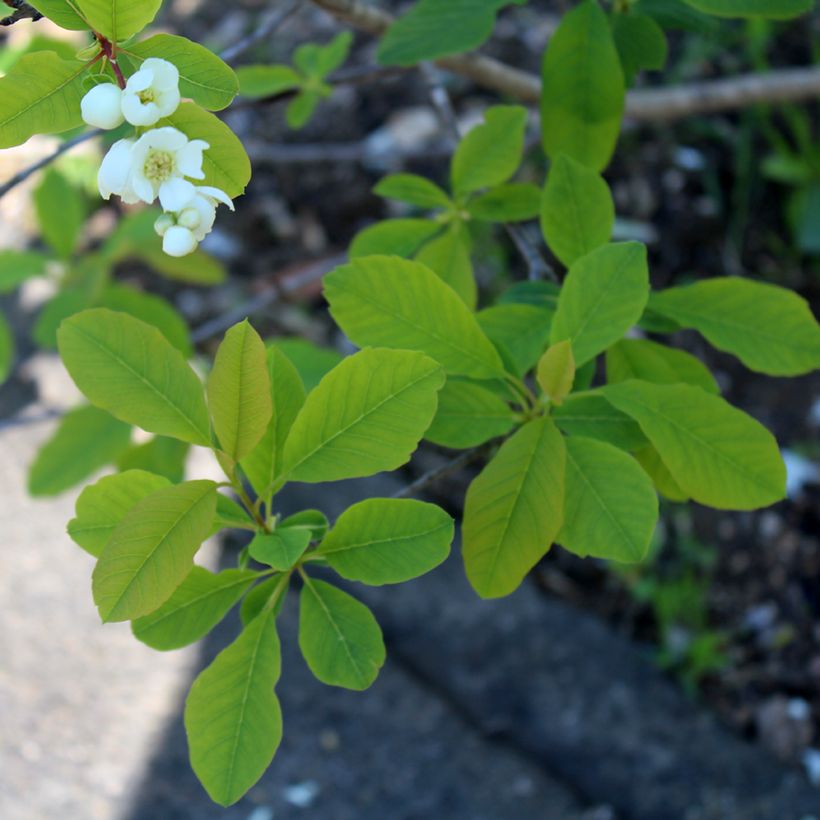 Exochorda racemosa Magical Springtime (Feuillage)