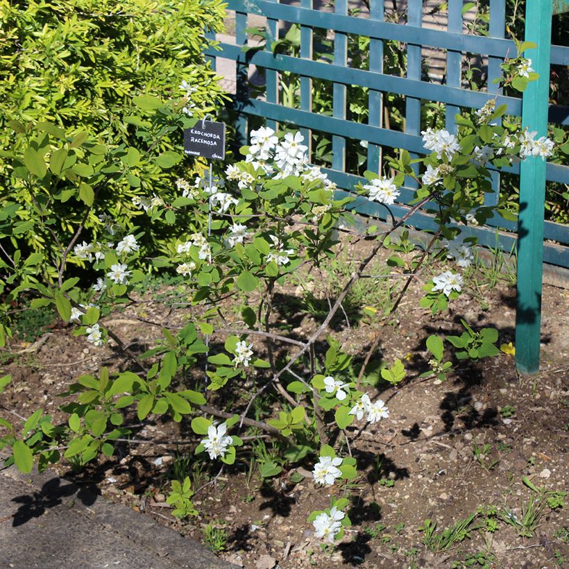 Exochorda racemosa Magical Springtime (Port)