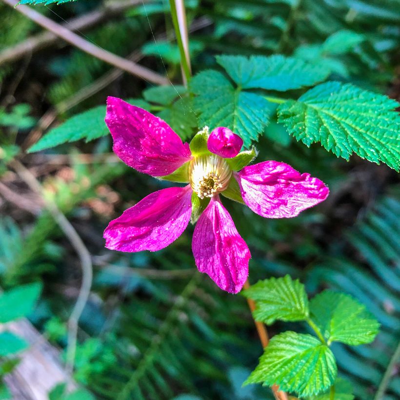 Rubus spectabilis Pacific Rose - Ronce remarquable (Floraison)