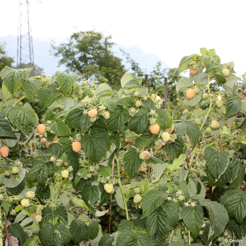 Framboisier Schlaraffia Golddigger - Rubus idaeus (Port)