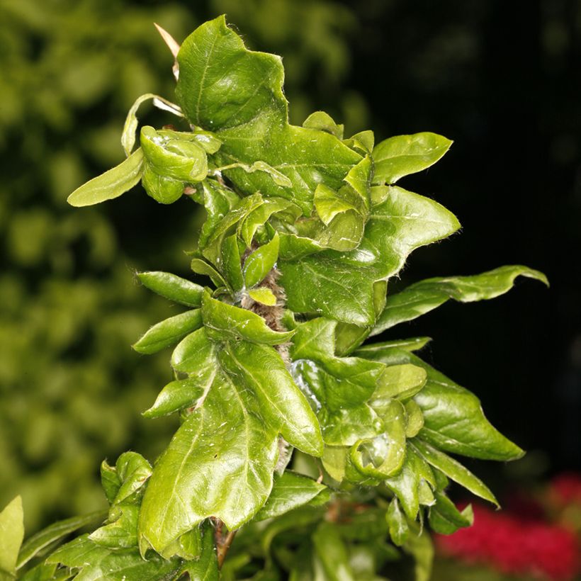 Fagus sylvatica Cristata - Hêtre commun (Feuillage)