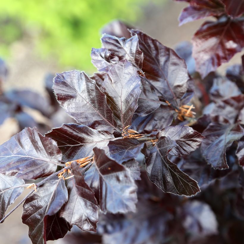 Hêtre pourpre nain - Fagus sylvatica Purpurea Nana (Feuillage)