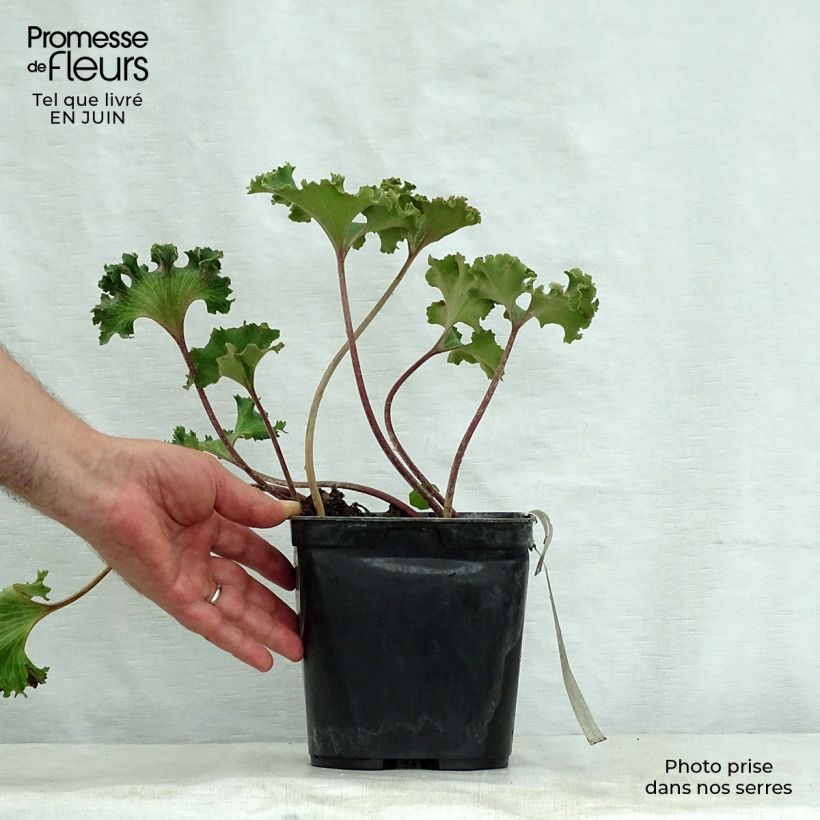 Spécimen de Farfugium japonicum Wavy Gravy - Plante panthère tel que livré en été