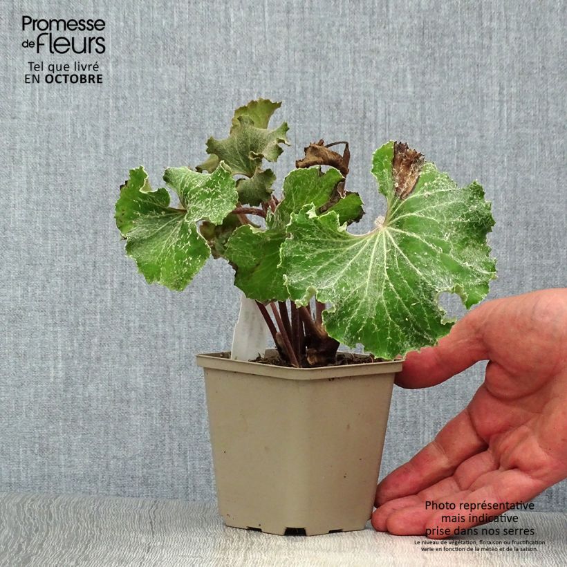 Spécimen de Farfugium japonicum Wavy Gravy - Plante panthère tel que livré en automne