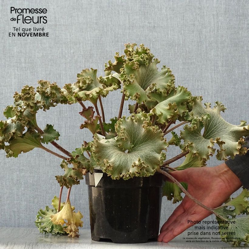 Spécimen de Farfugium japonicum Wavy Gravy - Plante panthère tel que livré en automne