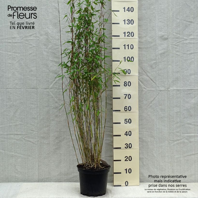 Spécimen de Fargesia Winter Joy 125/150cm en pot de 7.5L - Bambou non traçant  tel que livré en hiver