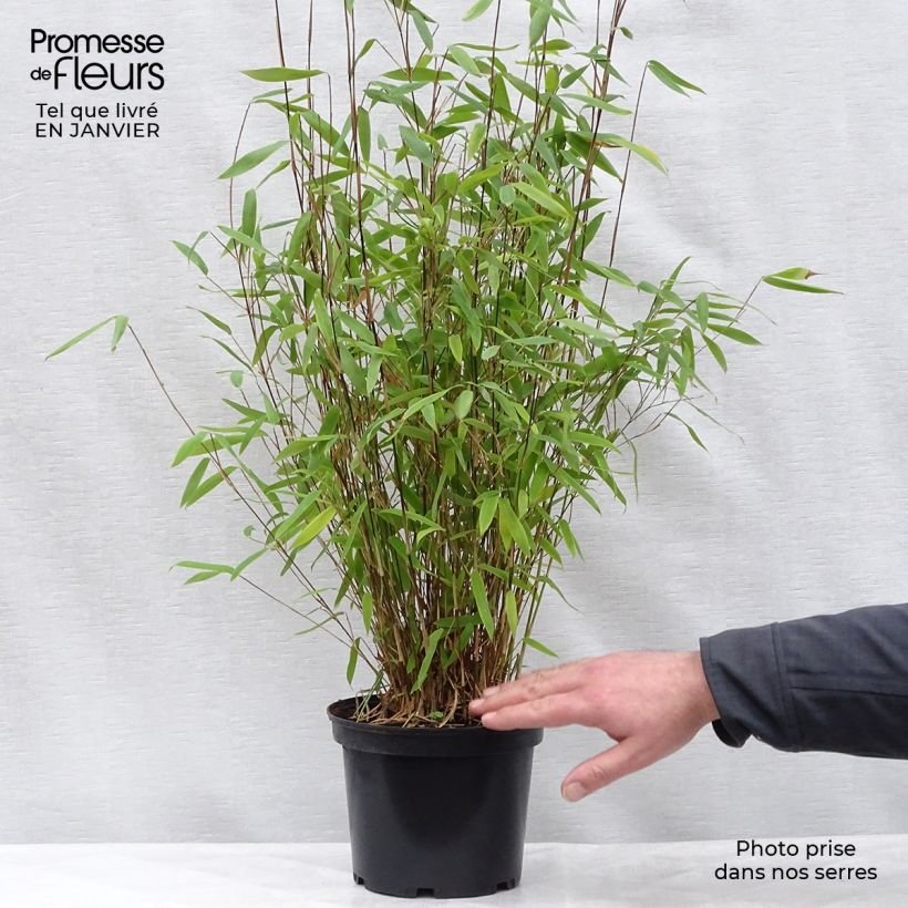 Spécimen de Fargesia Winter Joy  en pot de 5L 80/100 - Bambou non traçant tel que livré en hiver