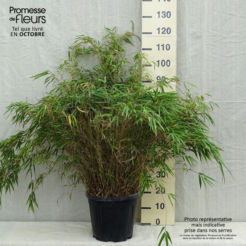 Spécimen de Fargesia robusta 125/150cm en pot de 18L - Bambou non traçant tel que livré en automne