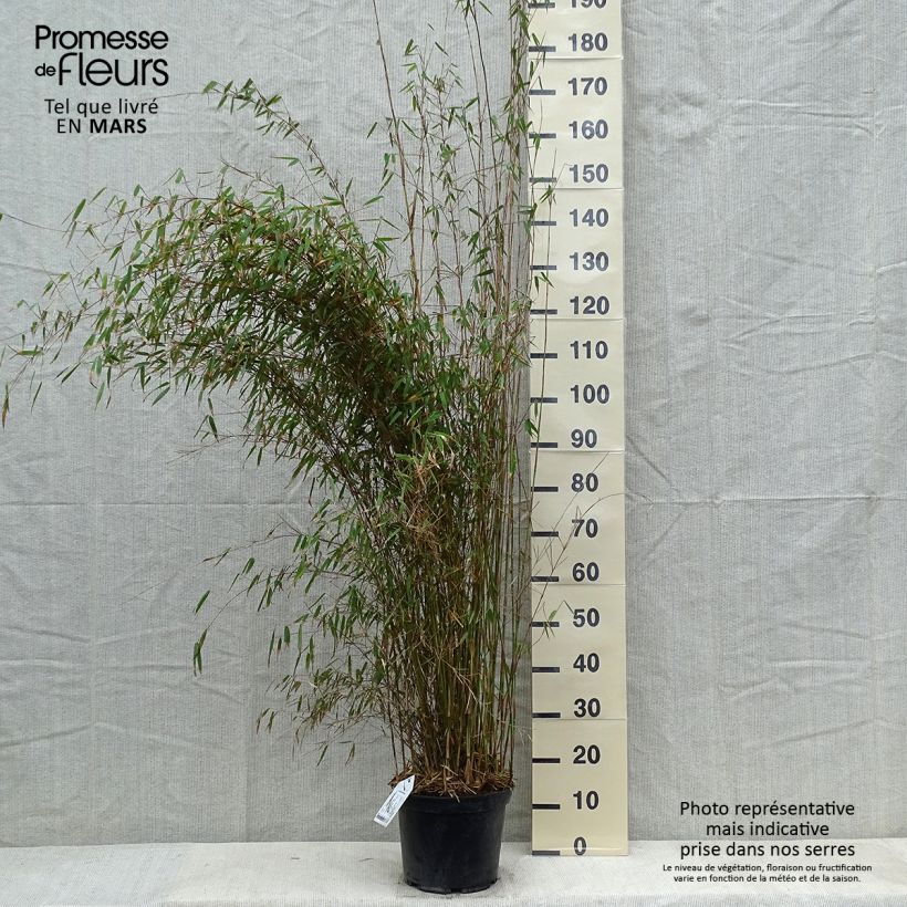 Spécimen de Fargesia robusta 125/150cm en pot de 18L - Bambou non traçant tel que livré en hiver