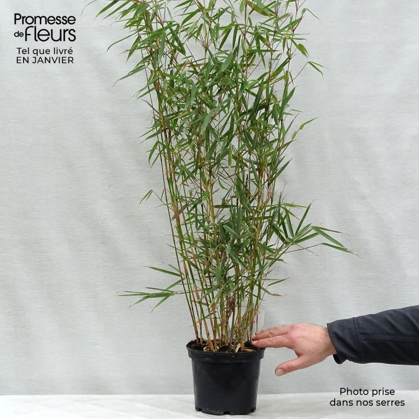 Spécimen de Fargesia robusta 50/60cm en pot de 3L - Bambou non traçant tel que livré en hiver