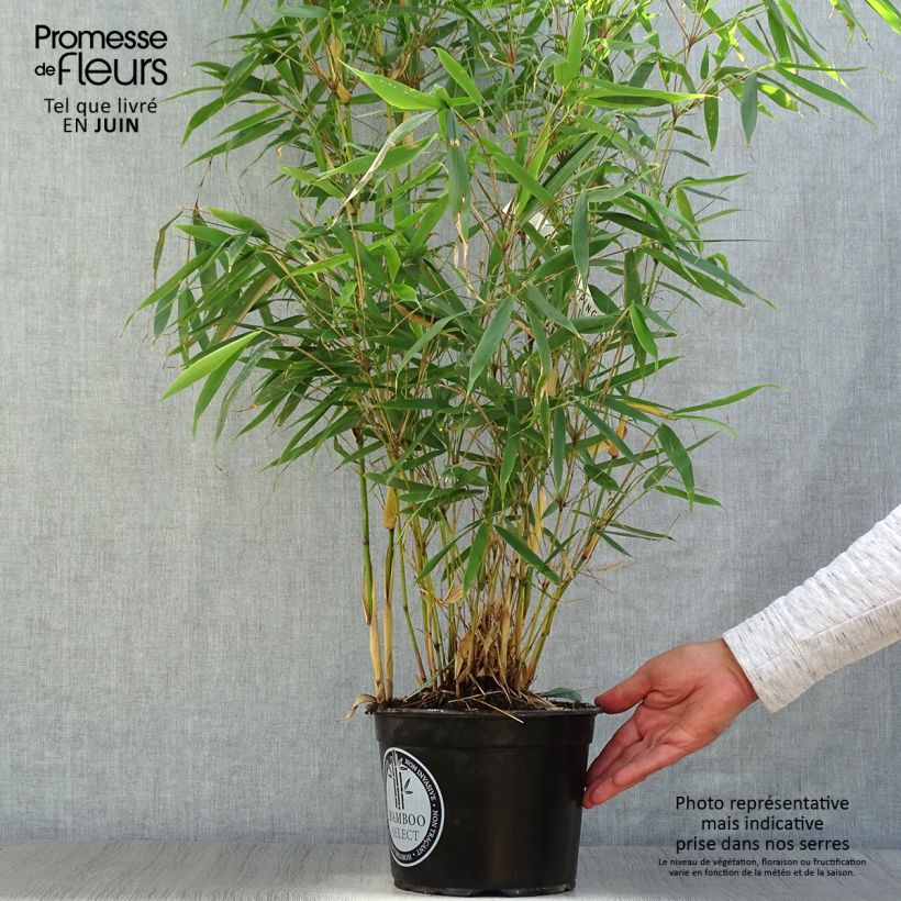 Spécimen de Fargesia robusta Pingwu - Bambou non traçant tel que livré en été