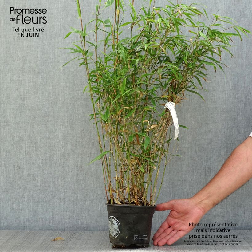 Spécimen de Fargesia robusta Wenchuan - Bambou non traçant tel que livré en été