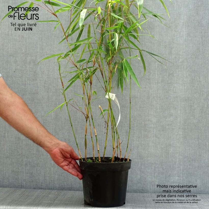 Spécimen de Fargesia robusta Wolong - Bambou non traçant tel que livré en été