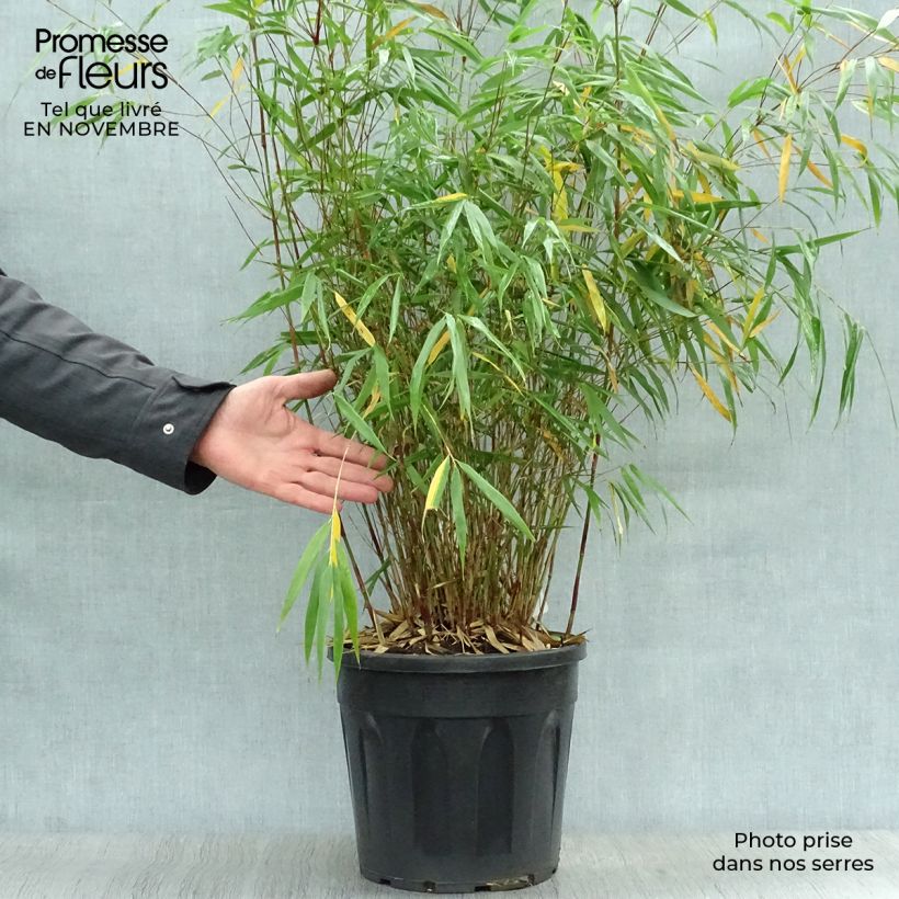 Spécimen de Fargesia scabrida Asian Wonder - Bambou non traçant 60/80cm en pot de 7.5L tel que livré en automne