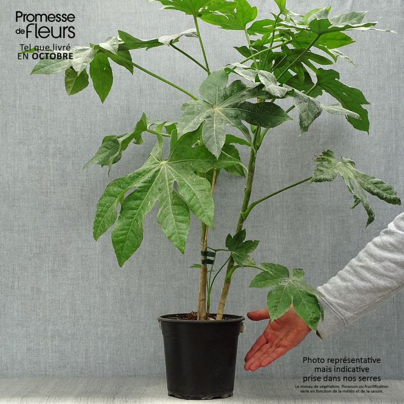 Spécimen de Faux-aralia - Fatsia japonica en pot de 5L tel que livré en automne