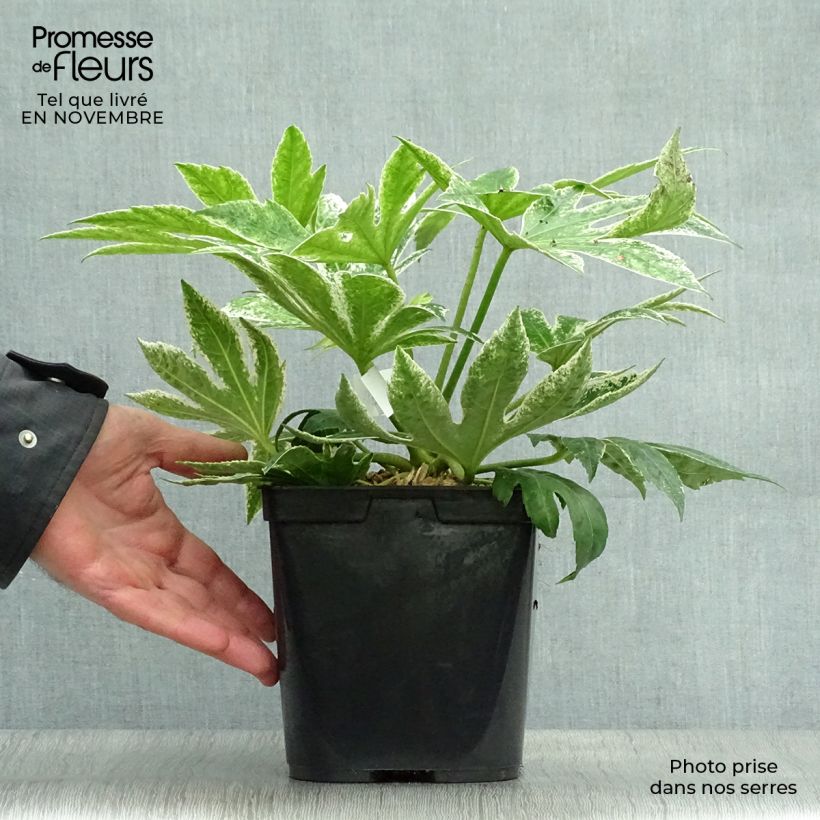 Spécimen de Fatsia japonica Spider's Web en pot de 3L tel que livré en automne