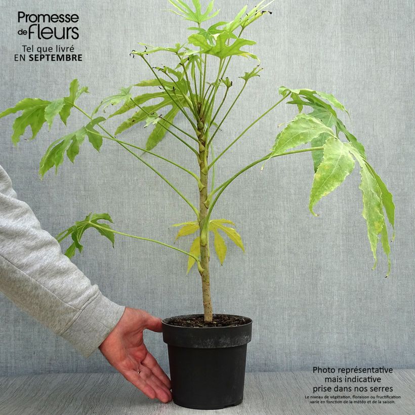 Spécimen de Fatsia polycarpa Green Fingers - Fatsia de Taiwan Pot de 2L/3L tel que livré en automne