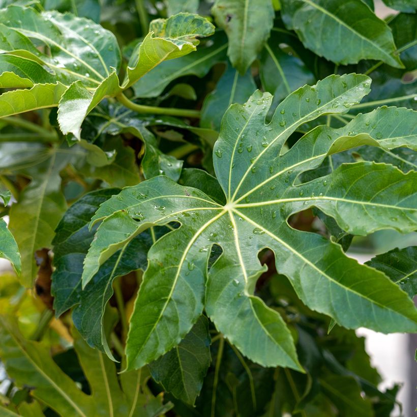 Faux-aralia - Fatsia japonica (Feuillage)